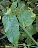 Nicotiana langsdorffii. Средняя часть побега. Германия, г. Krefeld, ботанический сад. 21.10.2012.