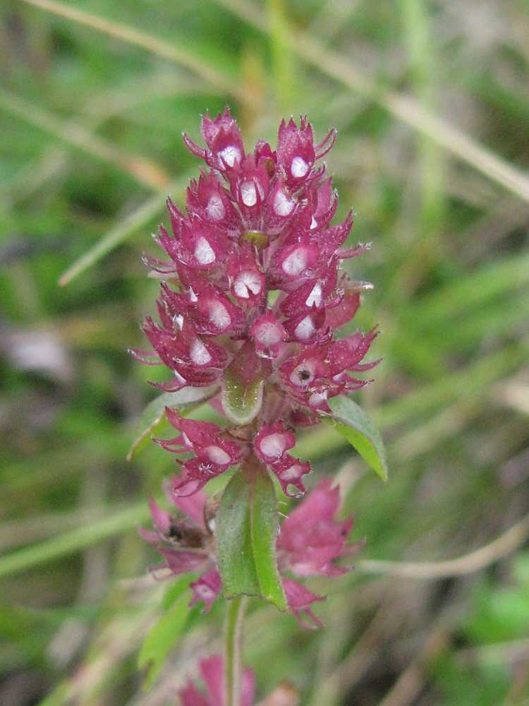 Изображение особи Thymus clandestinus.