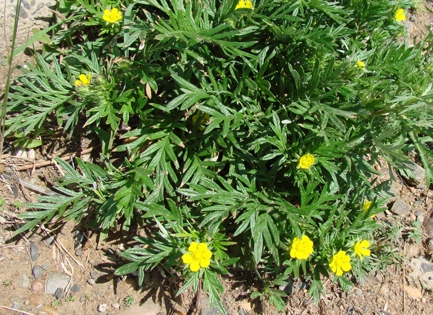 Image of Potentilla multifida specimen.