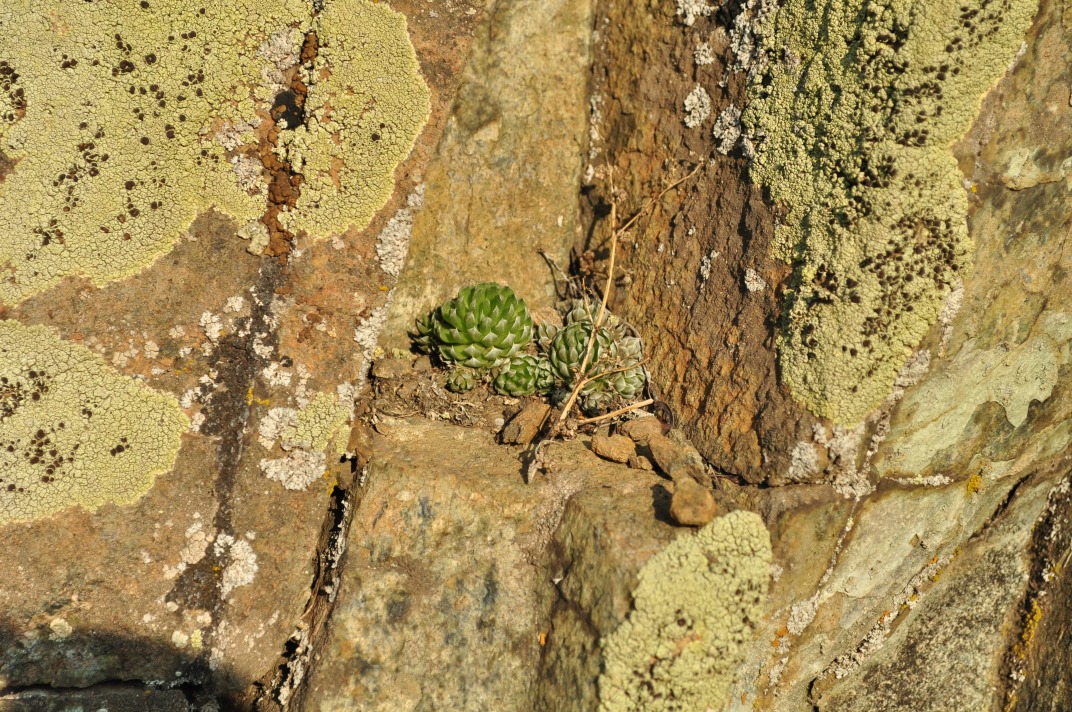 Image of Orostachys spinosa specimen.