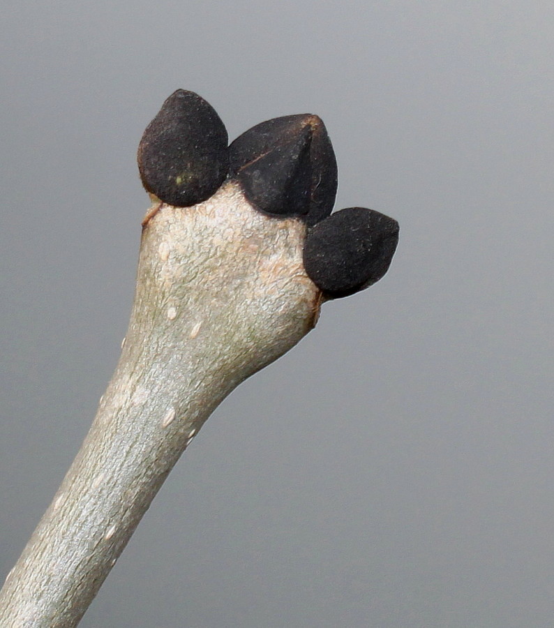 Image of Fraxinus excelsior specimen.