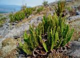 Dryopteris fragrans