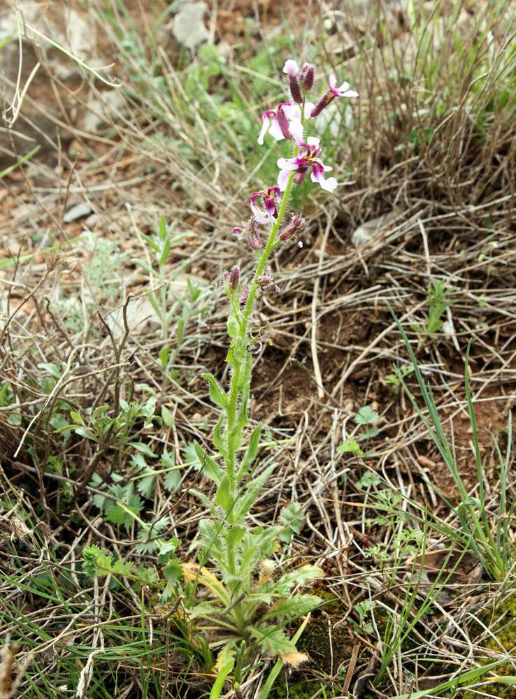 Image of Parrya mollissima specimen.