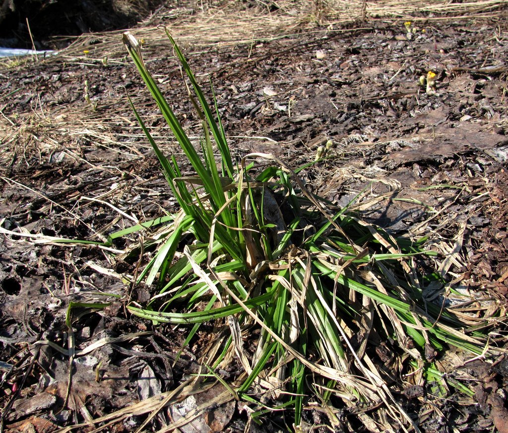 Image of Carex pseudocyperus specimen.