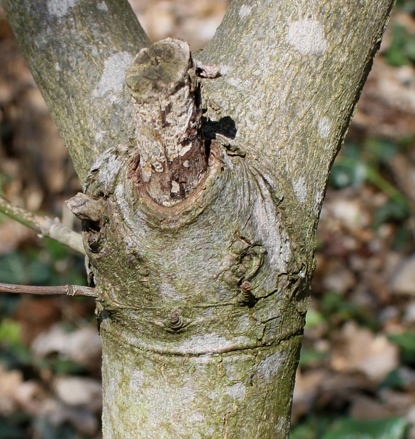 Image of Cynoxylon nuttallii specimen.