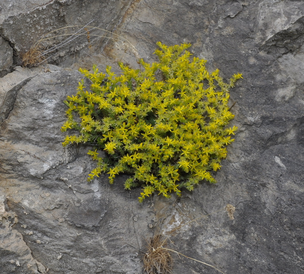 Image of Sedum acre specimen.