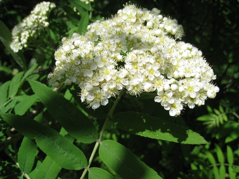 Изображение особи Sorbus aucuparia.