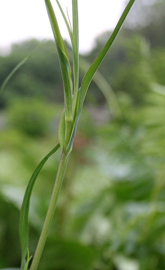 Image of genus Tragopogon specimen.