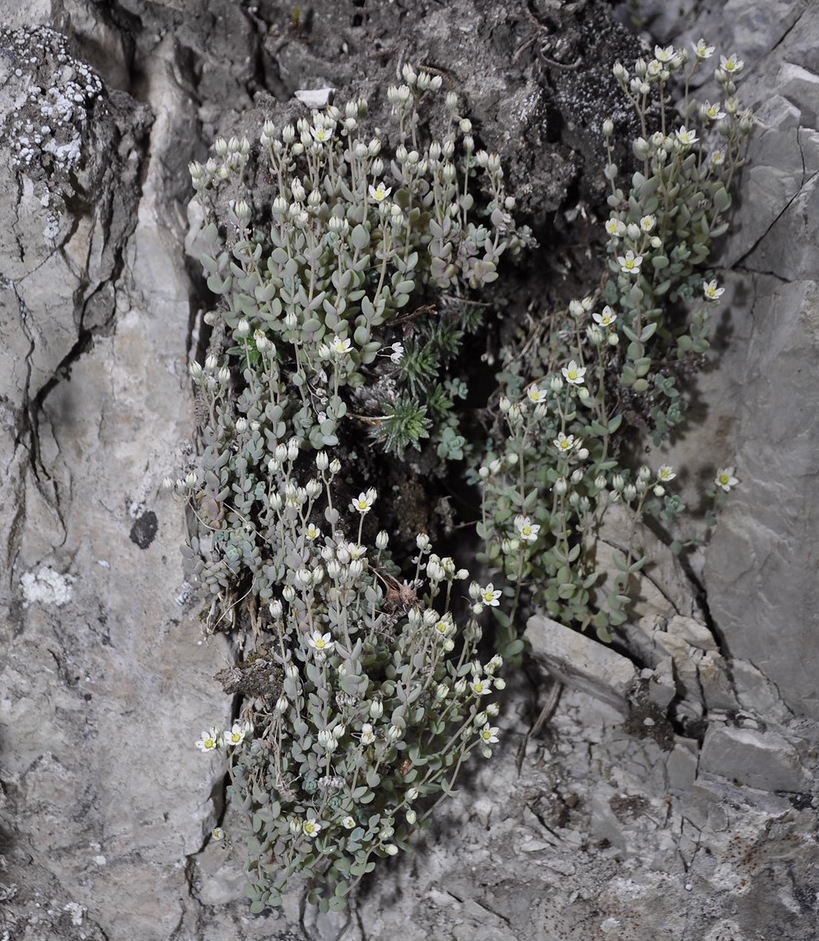 Image of Sedum dasyphyllum specimen.