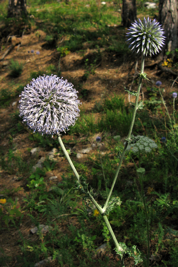 Изображение особи Echinops armatus.