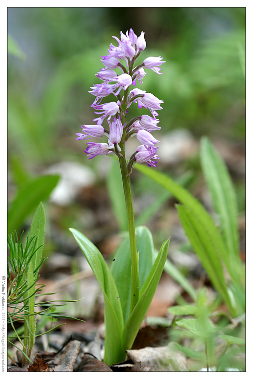 Изображение особи Orchis militaris.