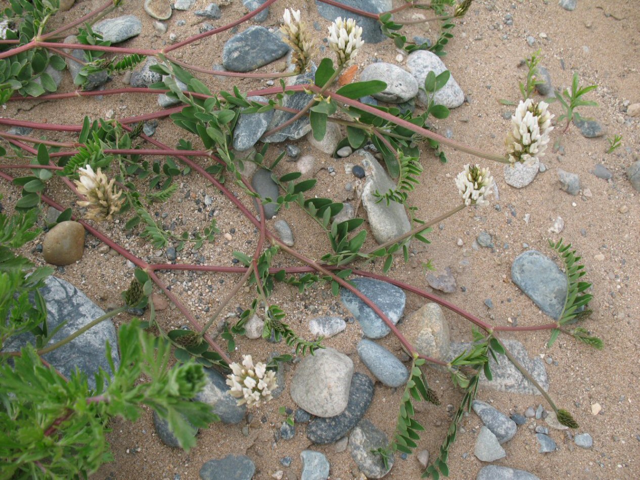 Изображение особи Astragalus marinus.