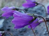 Campanula saxifraga