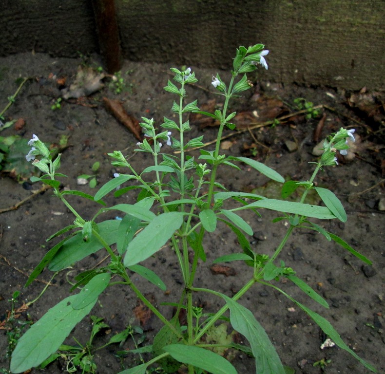 Image of Salvia reflexa specimen.