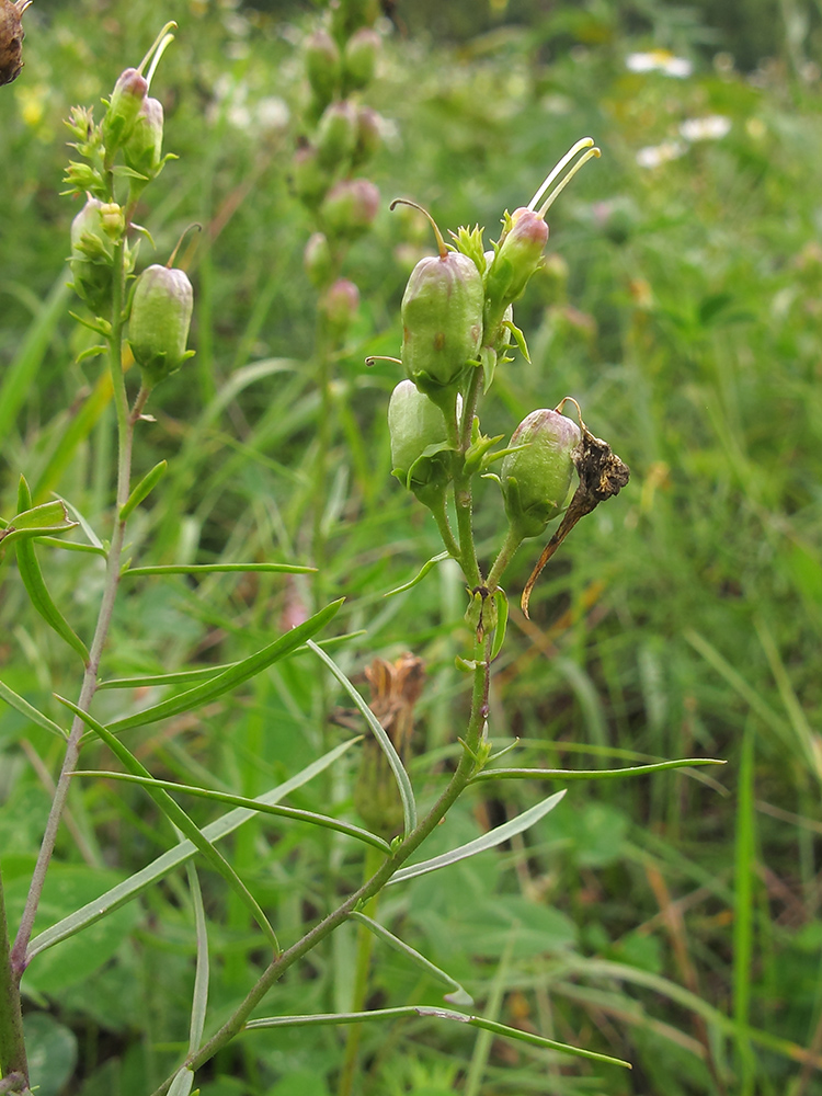 Image of Linaria ruthenica specimen.