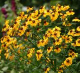 Helenium autumnale