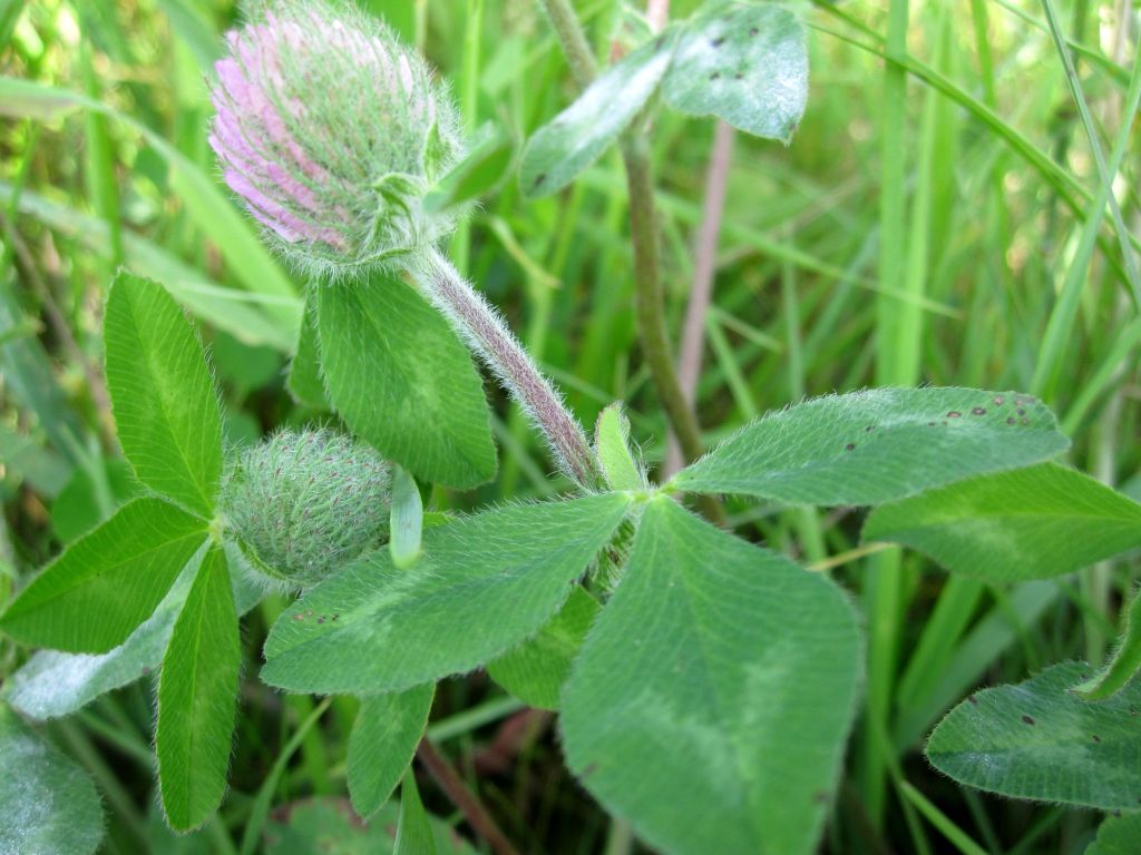 Image of Trifolium pratense specimen.