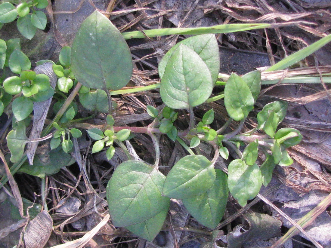 Image of Stellaria media specimen.