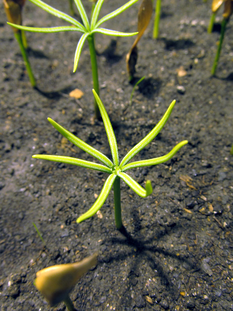 Image of Abies nordmanniana specimen.