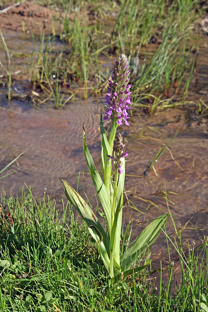 Image of Dactylorhiza umbrosa specimen.