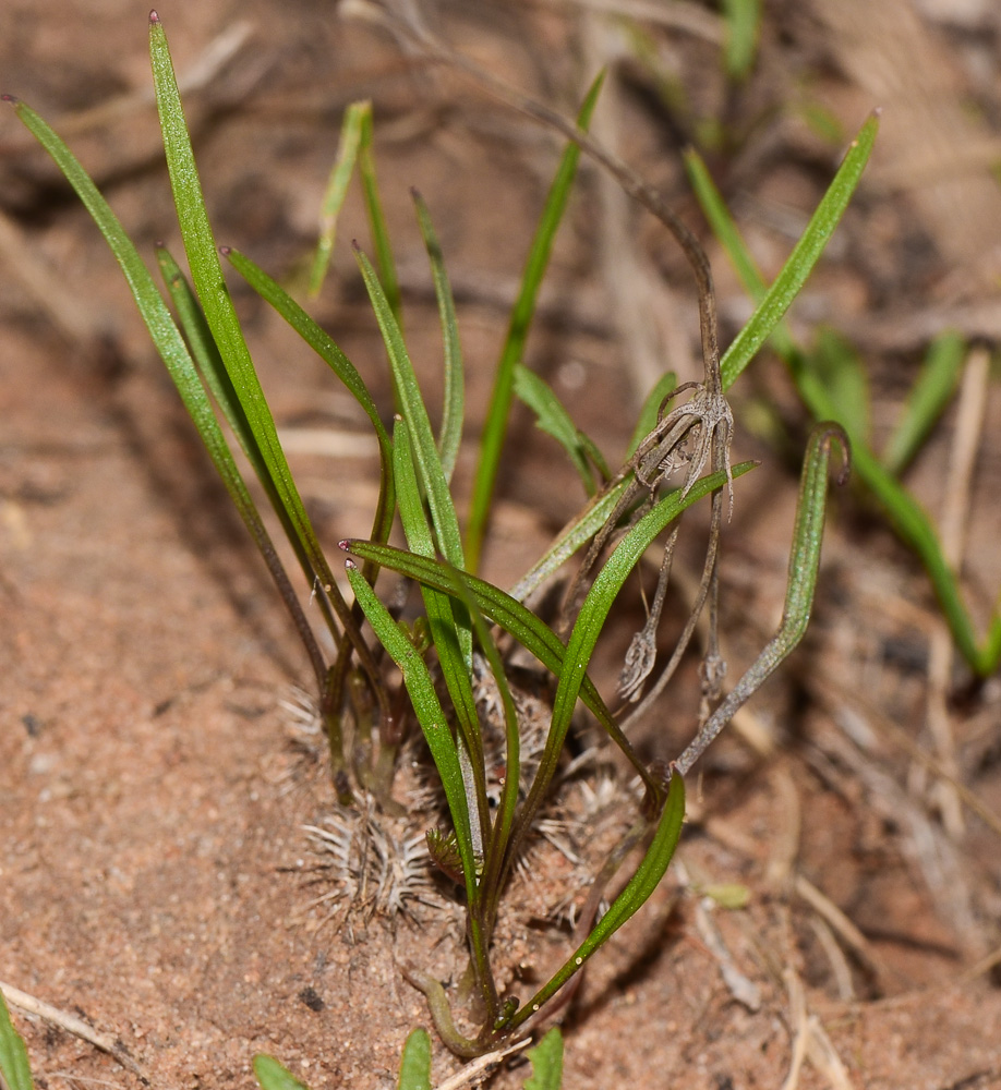 Изображение особи Daucus glaber.