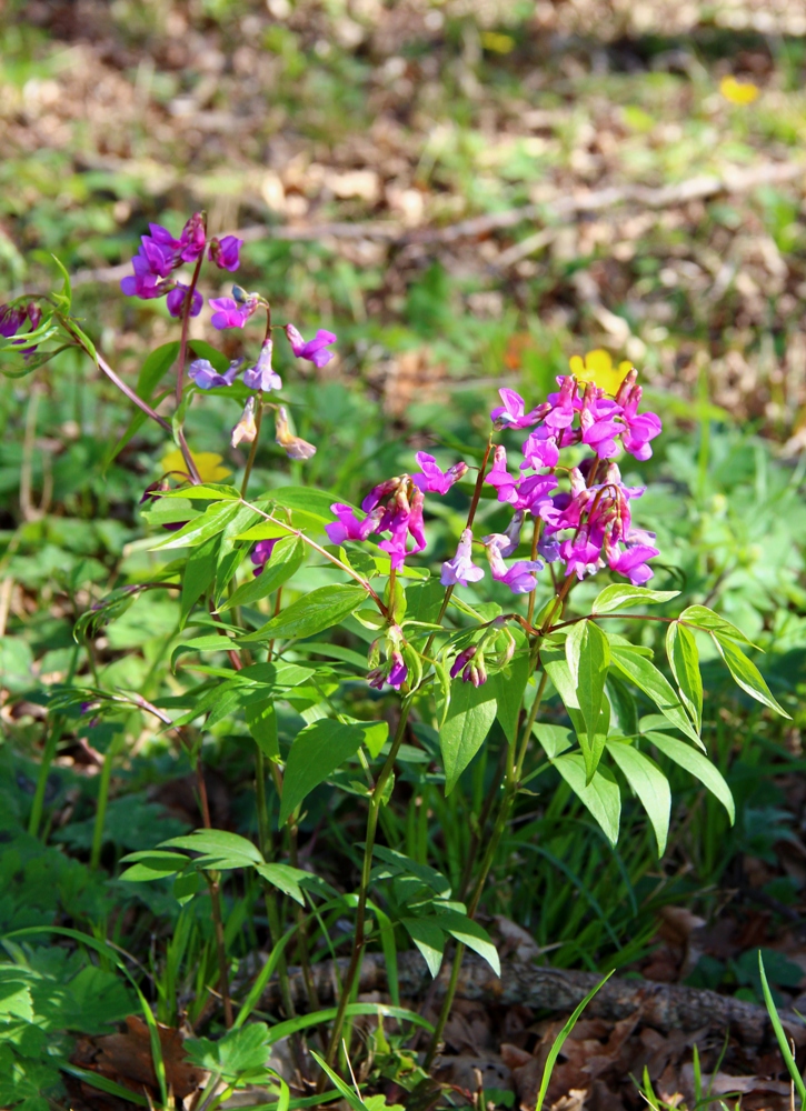 Image of Lathyrus vernus specimen.