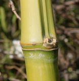 Phyllostachys viridi-glaucescens. Узел стебля. Германия, г. Дюссельдорф, Ботанический сад университета. 10.03.2014.