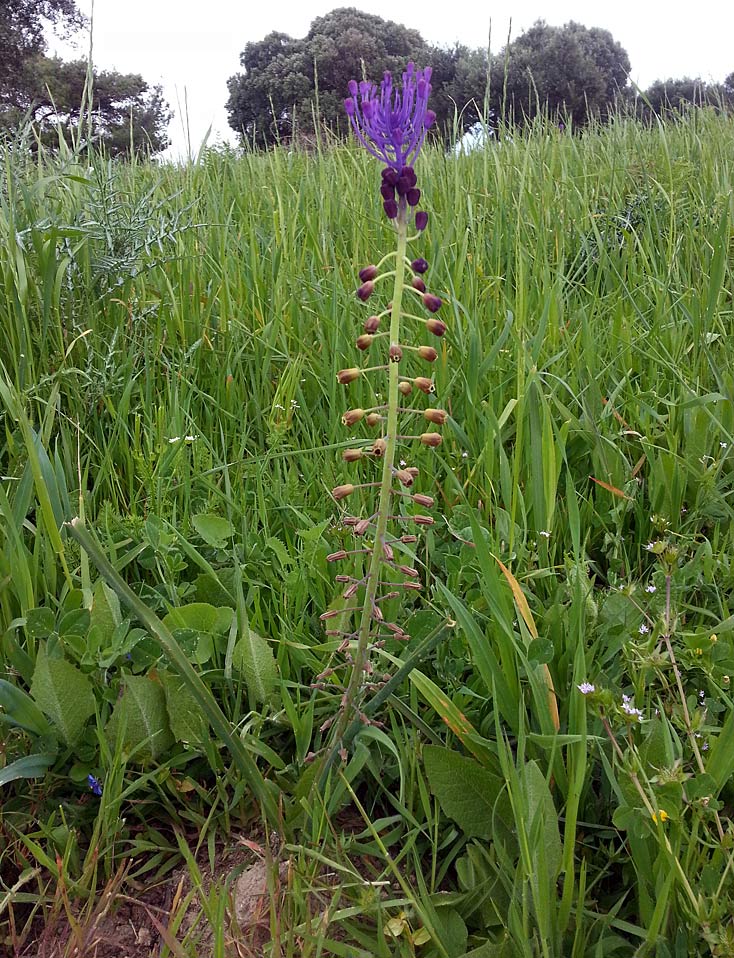 Image of Leopoldia comosa specimen.