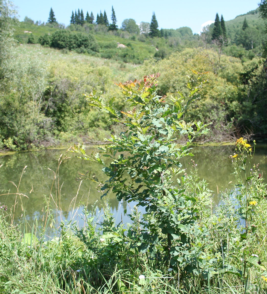 Image of Quercus robur specimen.