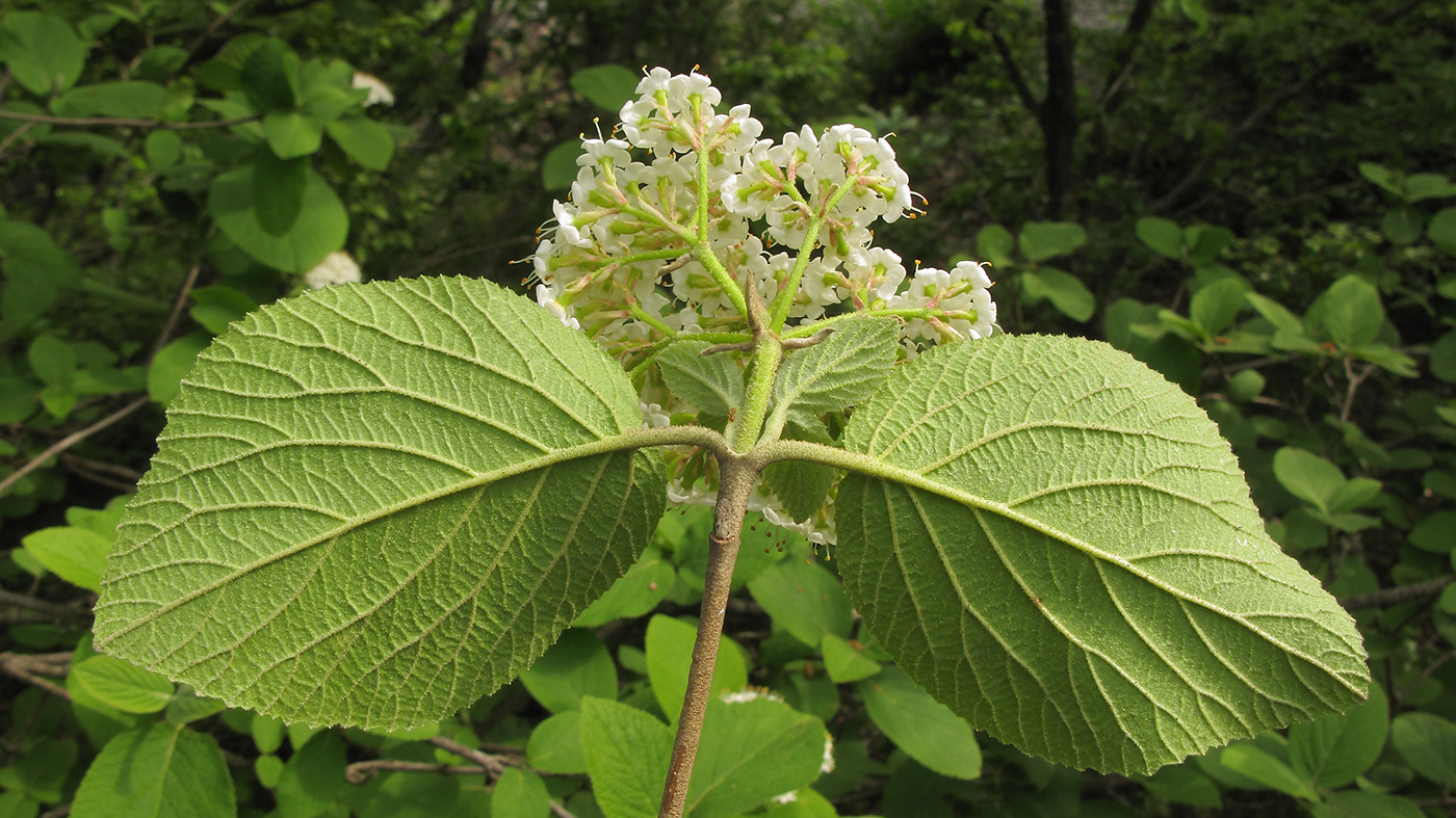 Image of Viburnum lantana specimen.