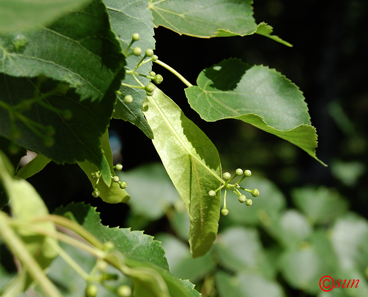 Image of Tilia cordata specimen.