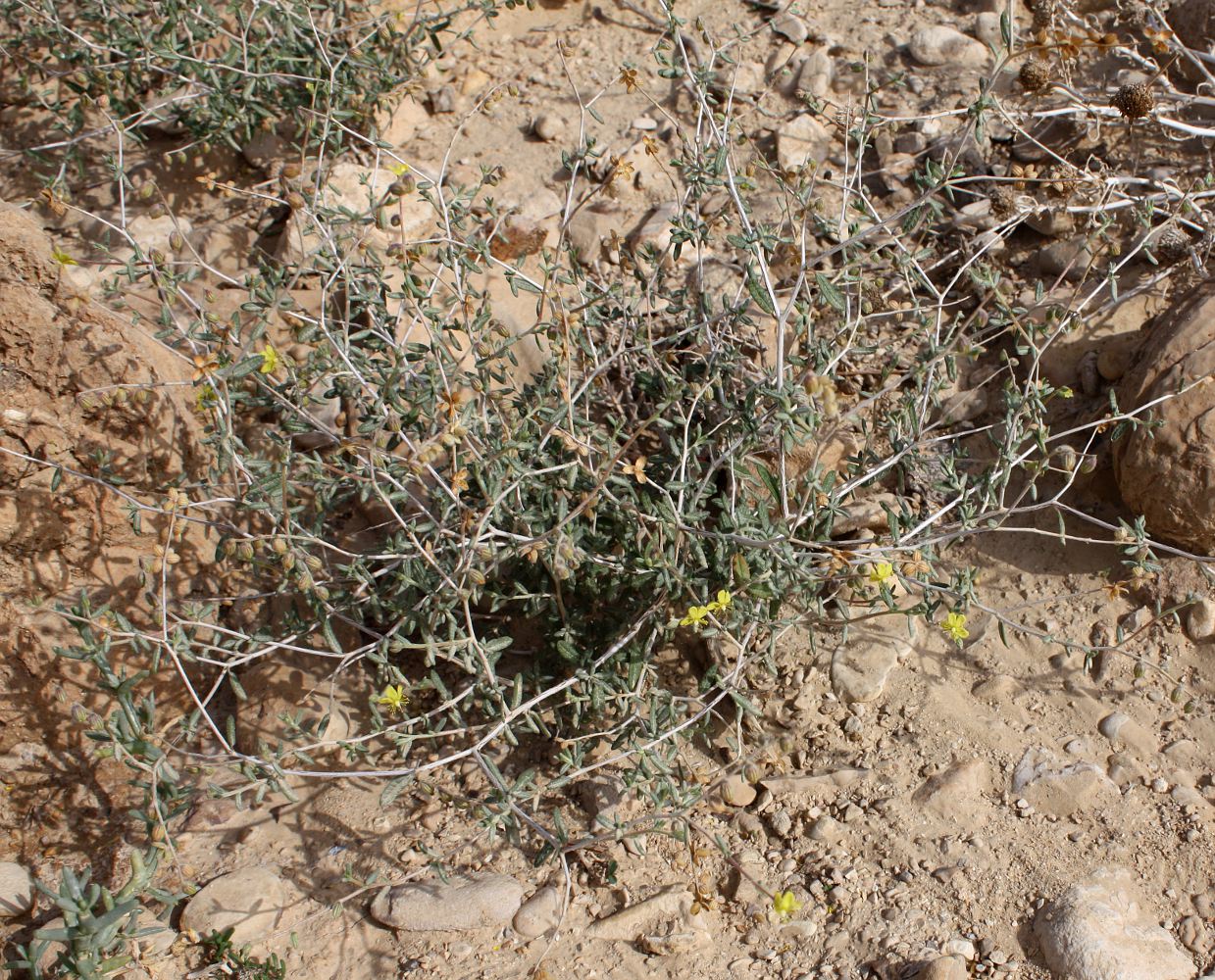 Image of Helianthemum lippii specimen.