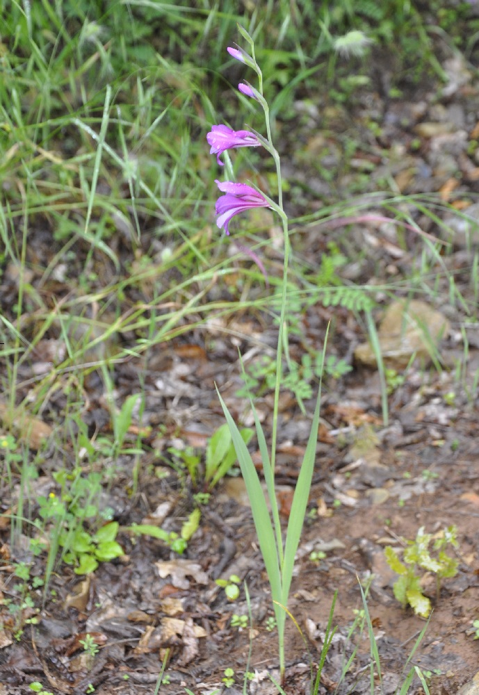 Image of Gladiolus illyricus specimen.