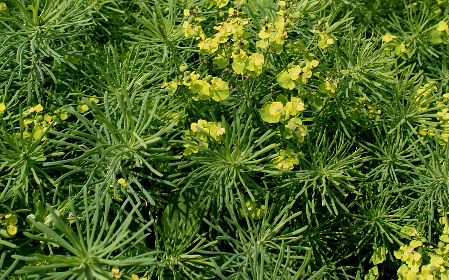 Изображение особи Euphorbia cyparissias.