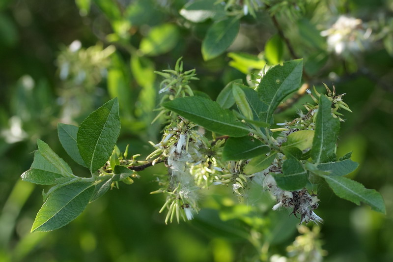 Image of Salix myrsinifolia specimen.