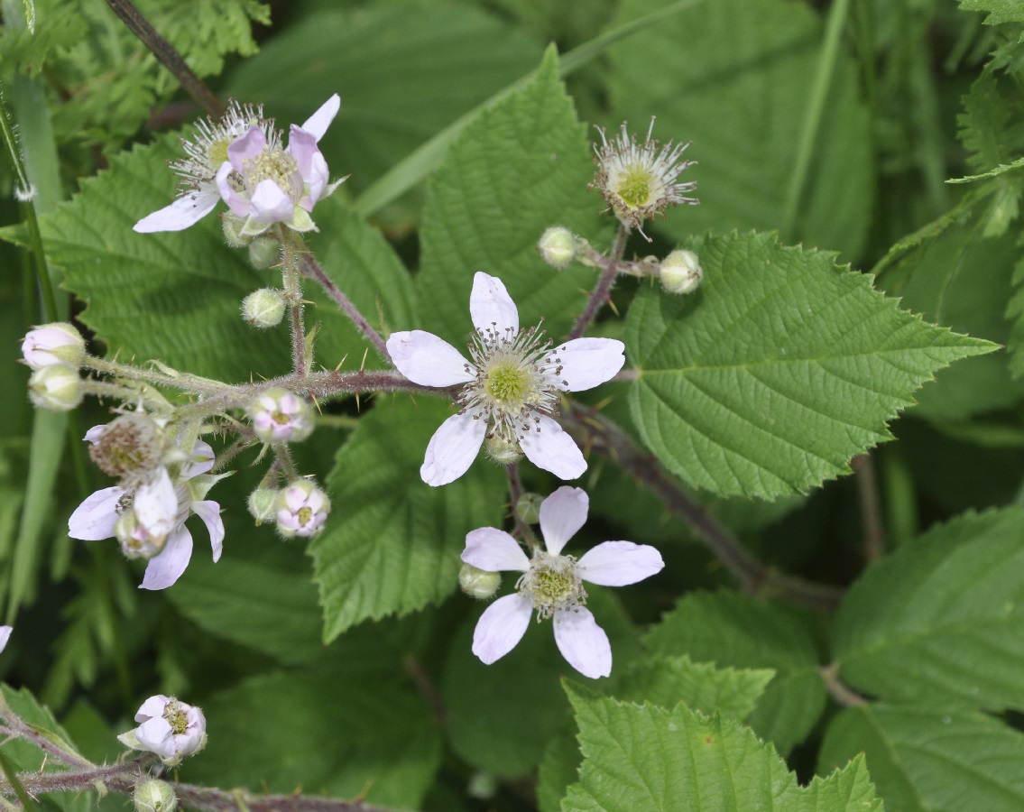 Изображение особи род Rubus.