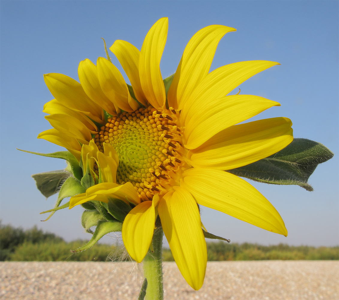 Image of Helianthus annuus specimen.