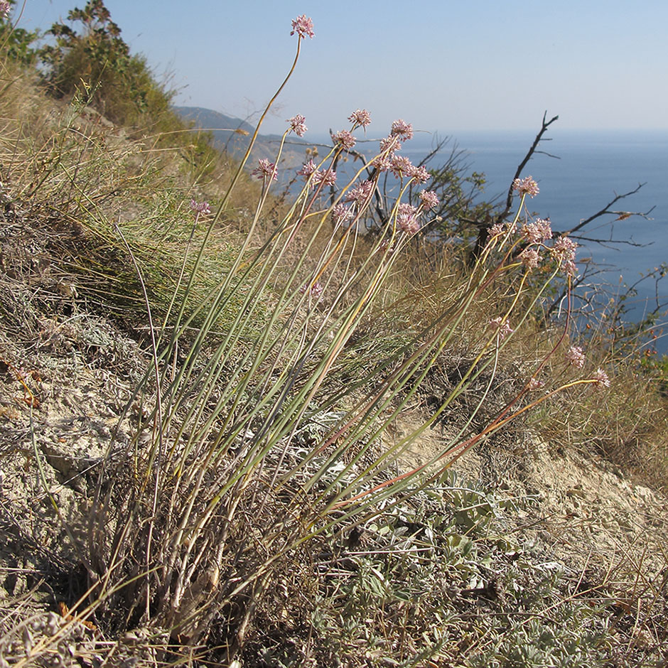 Image of Allium psebaicum specimen.