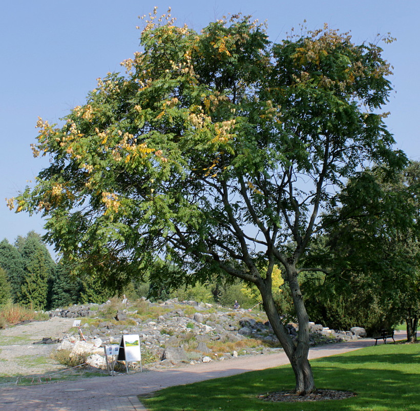 Image of Koelreuteria paniculata specimen.