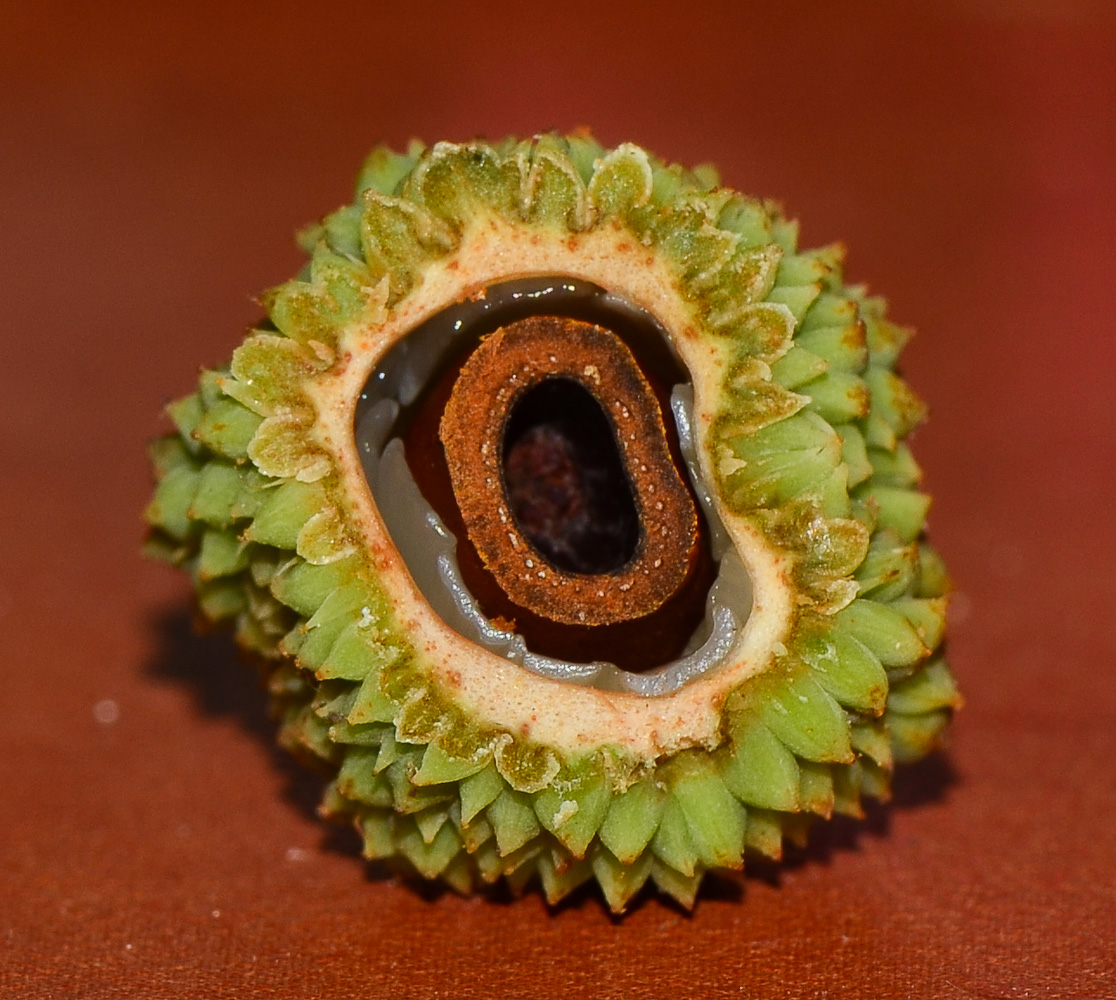 Image of Litchi chinensis specimen.