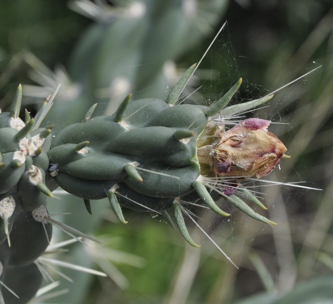 Image of genus Cylindropuntia specimen.