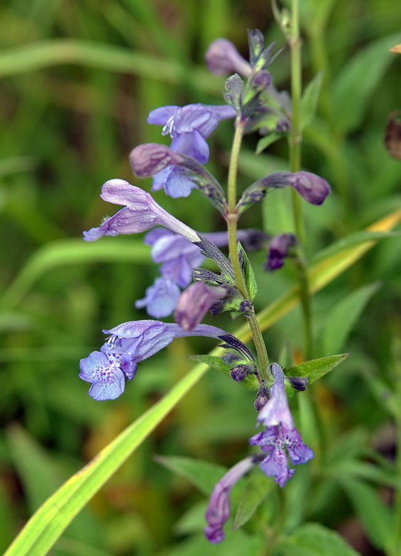 Image of Nepeta sibirica specimen.