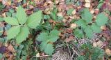 Valeriana sambucifolia. Розетка прикорневых листьев. Кольский полуостров, Кольский залив, губа Грязная, супралитораль. 18.09.2009.