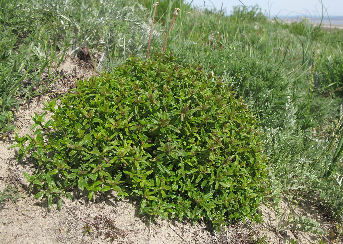 Image of Thymus marschallianus specimen.