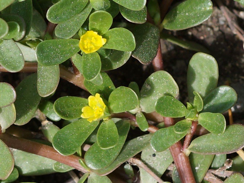 Image of Portulaca oleracea specimen.