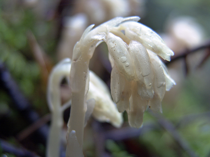 Изображение особи Hypopitys monotropa.