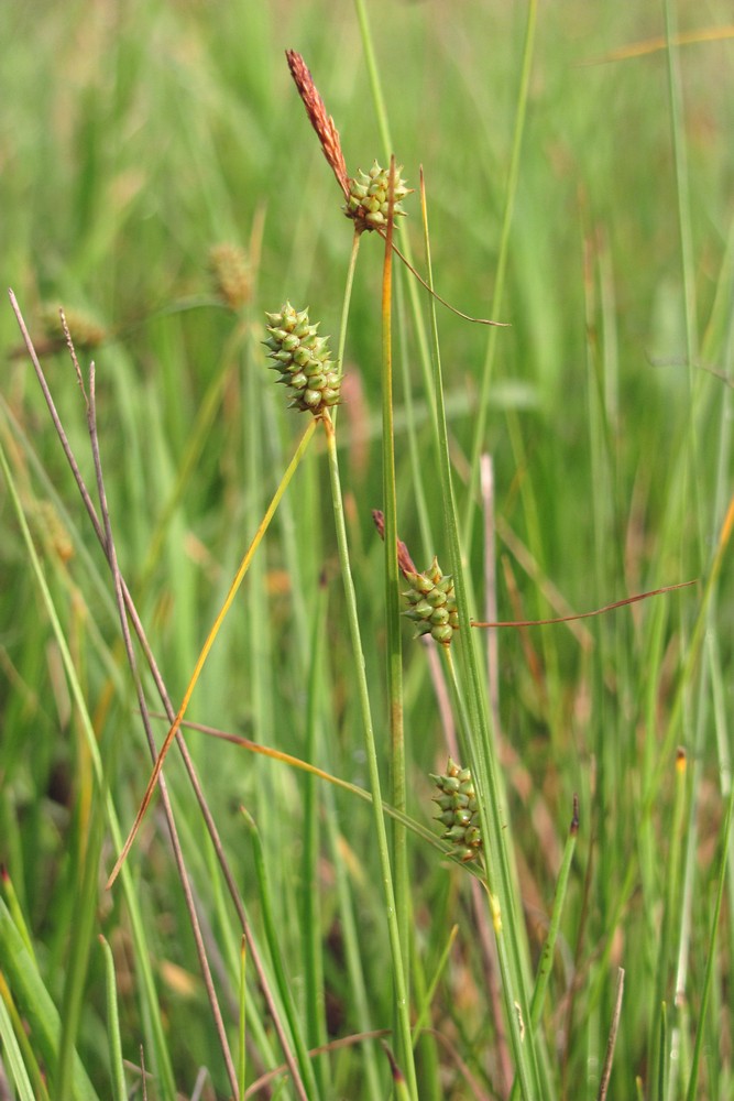 Изображение особи Carex extensa.