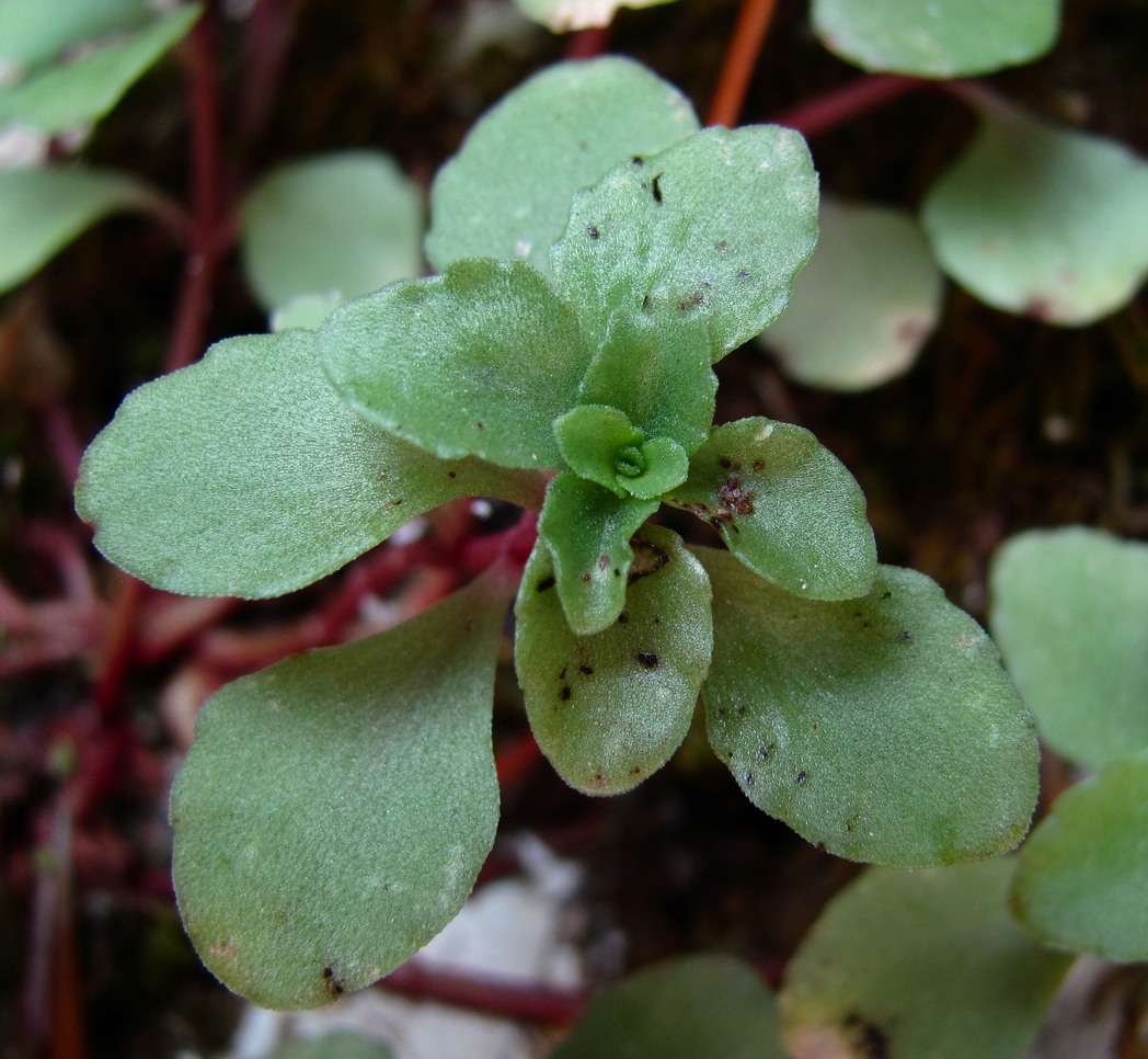 Image of Sedum stoloniferum specimen.