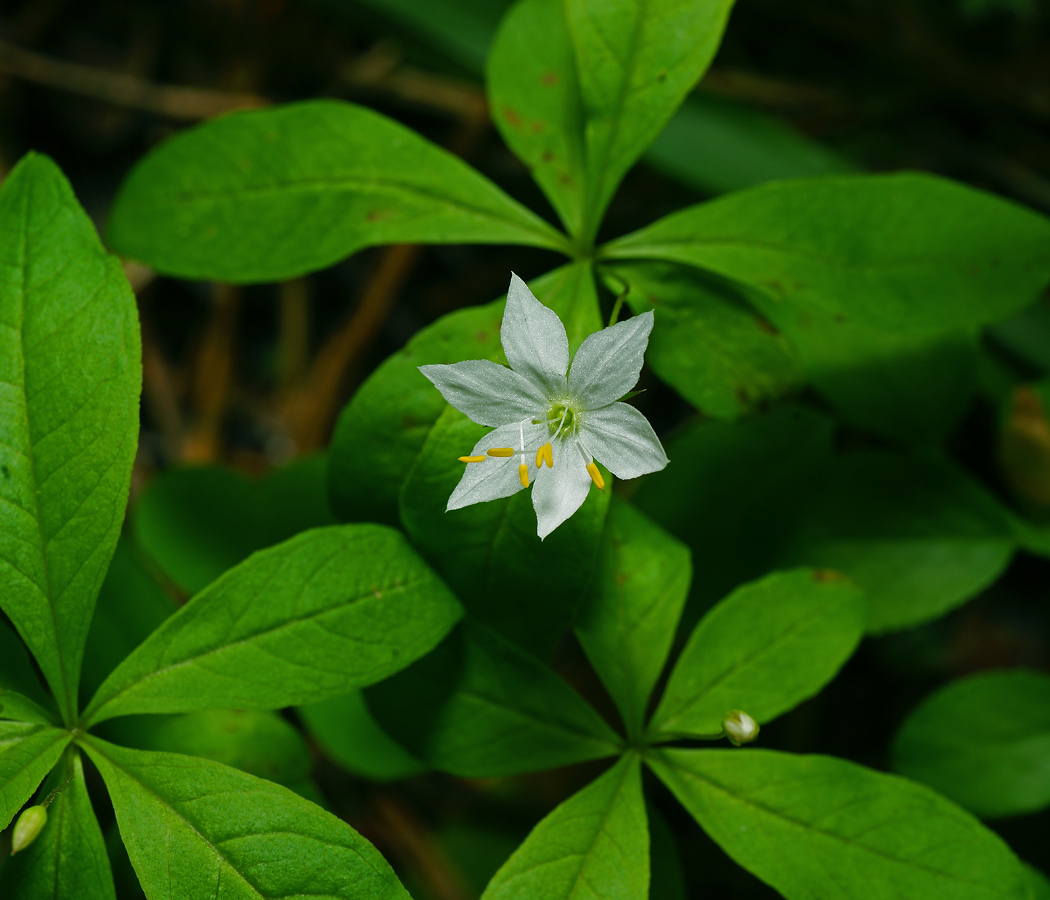 Изображение особи Trientalis europaea.