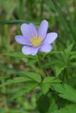 Anemone nemorosa